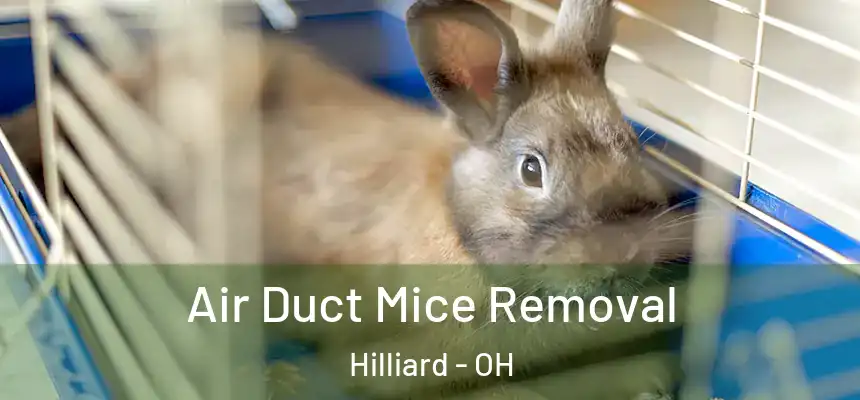  Air Duct Mice Removal Hilliard - OH